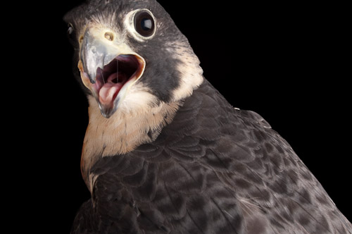 
A portrait of a peregrine falcon at Raptor Recovery in Elmwood, Neb.www.joelsartore.com 

